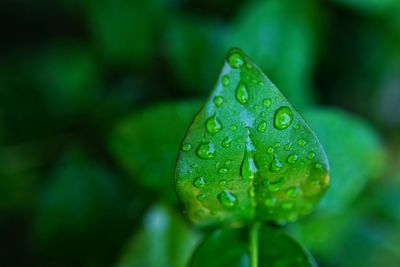 Close-up of raindrops on leaf