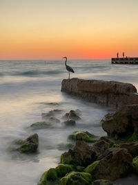 Blue heron bird in florida 