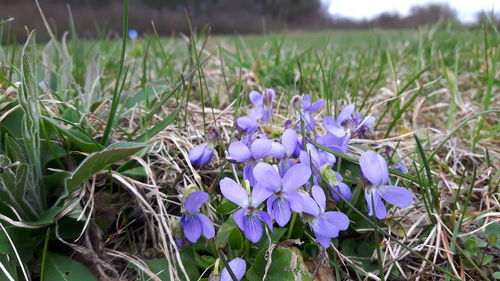 Close-up of purple flowers blooming in field