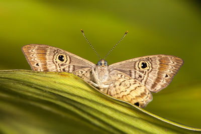 Close-up of butterfly on leaf