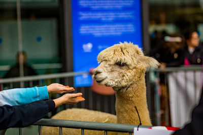 Unrecognizable kids feeding an alpaca