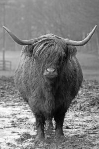 Close-up of cow standing on field