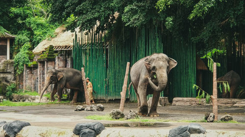 View of elephant in zoo