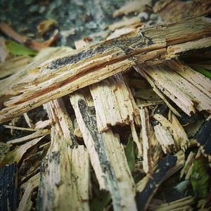 Close-up of wood