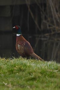 Close-up of a duck on field