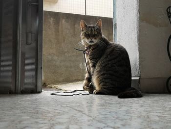 Cat sitting on floor