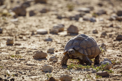 Close-up of turtle