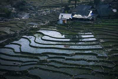 High angle view of rice field