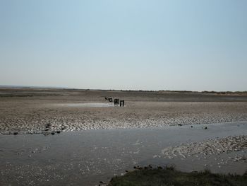 Scenic view of beach against clear sky