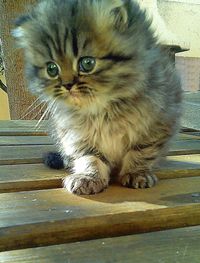 Portrait of cat on wood