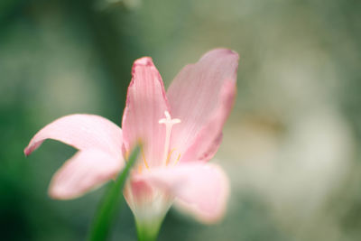 Close-up of pink flower