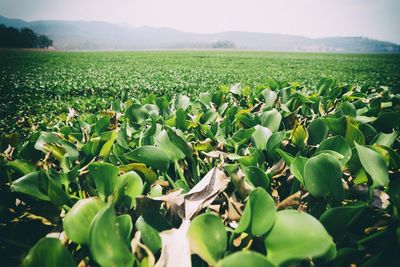 Plants growing on field