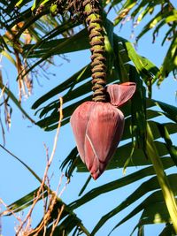 Low angle view of flower tree against sky