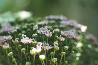 Close-up of purple flowering plant