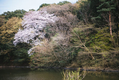 Plants growing on a tree