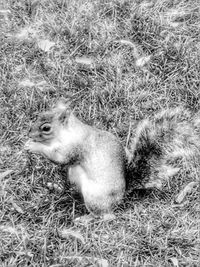 Side view of rabbit on grassy field