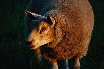 Close-up of sheep on field at night