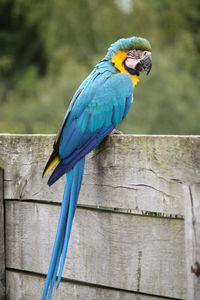 Close-up of blue parrot perching on wood