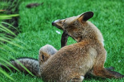 Side view of  a fox in a field