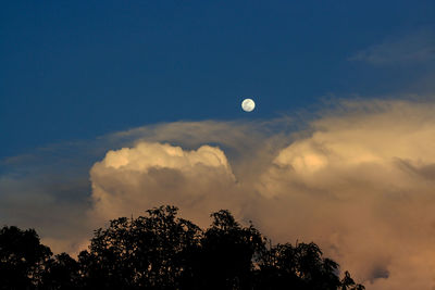 Low angle view of silhouette trees against sky at sunset