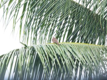 Full length of palm tree