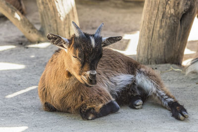 Close-up portrait of goat lying outdoors