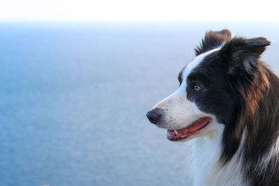 Close-up of dog looking away