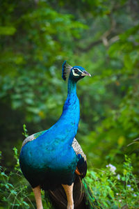 Close-up of a peacock