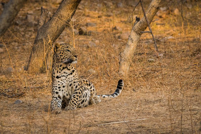 Full length of a cat