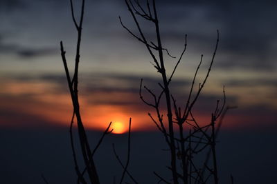 Close-up of silhouette plants against romantic sky at sunset