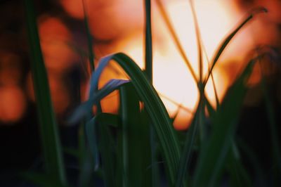 Close-up of grass