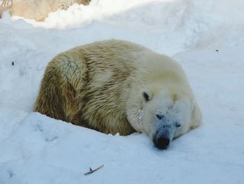 High angle view of polar bear sleeping on snowy field