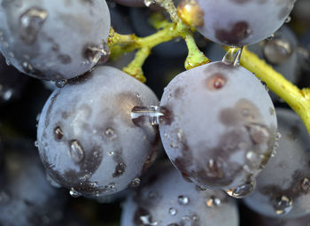 Close-up of wet fruit on plant