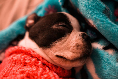 Close-up of dog sleeping on blanket