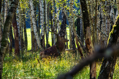 View of deer in forest