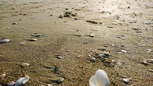 High angle view of crab on beach