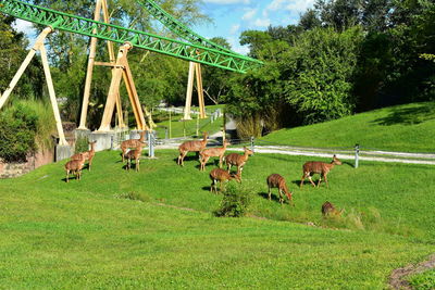 Horses grazing in a field