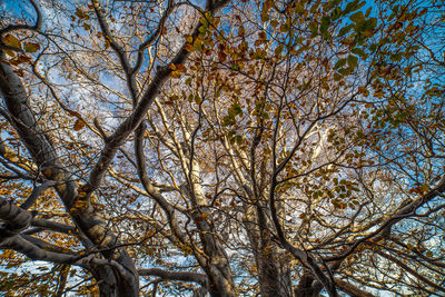 Low angle view of tree against sky