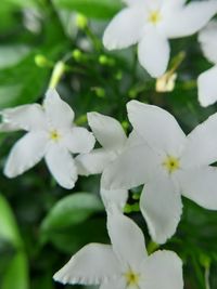 Close-up of white flowering plant