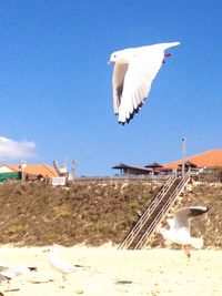 Bird against sky