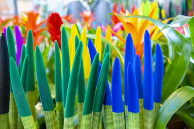 Close-up of multi colored flowering plants