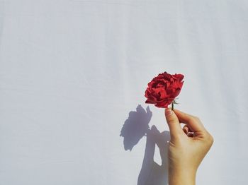 Cropped hand of woman holding red rose against white wall