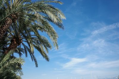 Low angle view of palm tree against blue sky