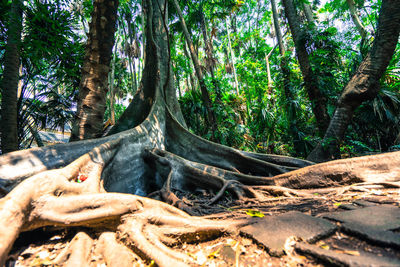 Trees in forest