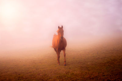 Horse standing in field during sunset