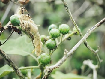 Close-up of fruit growing on tree