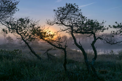 Bare tree on field against sky during sunset