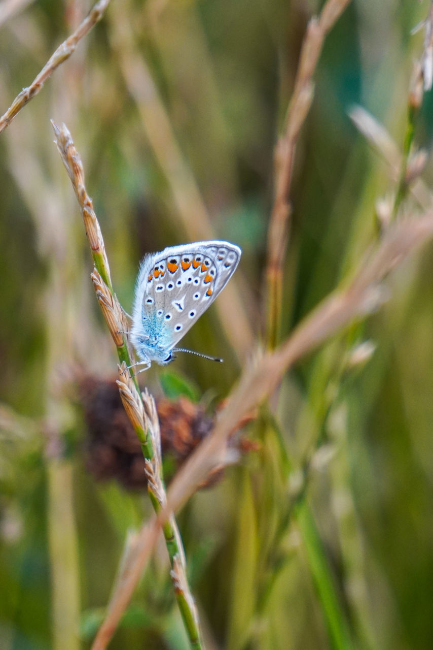 Spread Wings Full Length Butterfly - Insect Perching Insect Animal Markings Flower Animal Wing Leaf Close-up