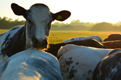 Cows standing in a field