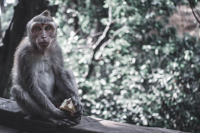 Portrait of monkey eating and sitting on tree